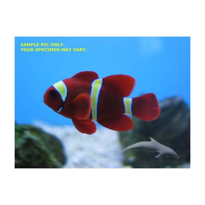 Buy Maroon (Gold Stripe) Clownfish (Tank Raised) in Canada for as low as 23.45