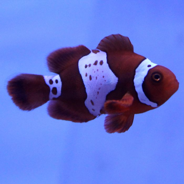 Buy Maroon (Lightning) Clownfish (Tank Raised) in Canada for as low as 81.95