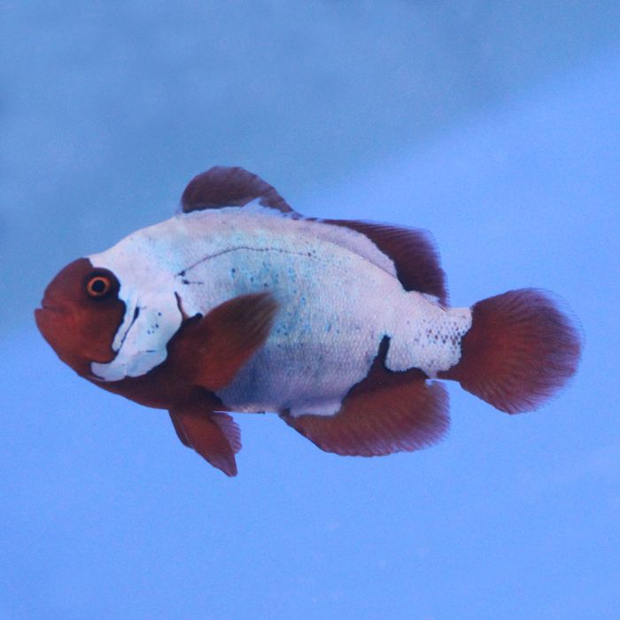 Buy Maroon (Thunder) Clownfish (Tank Raised) in Canada for as low as 97.45