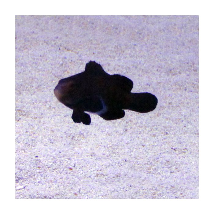 Buy Midnight Percula Clownfish (Tank Raised) in Canada for as low as 67.95