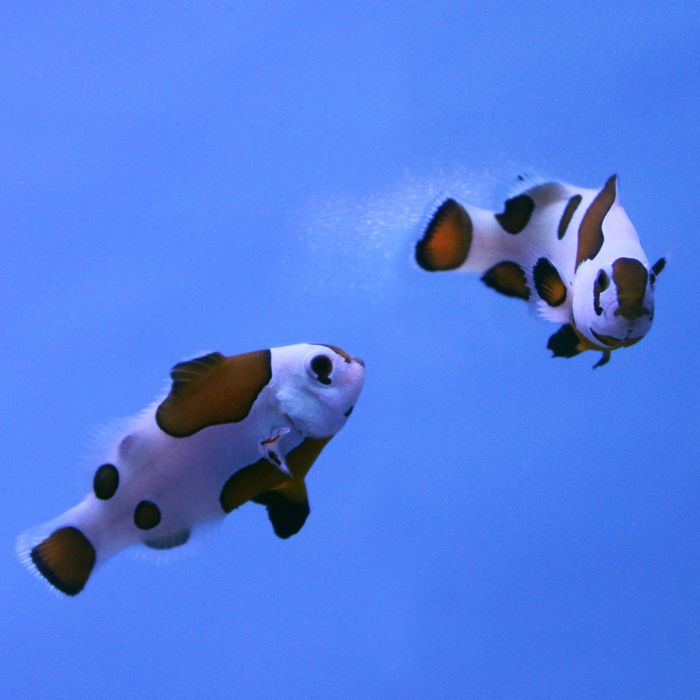 Buy Mocha Storm Clownfish (Tank Raised) in Canada for as low as 115.95