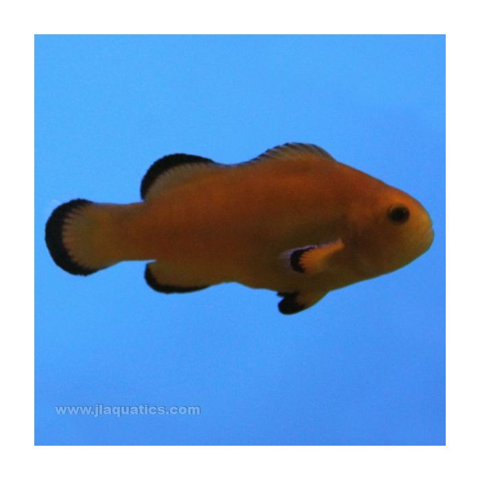 Buy Naked Clownfish (Tank Raised) in Canada for as low as 61.45