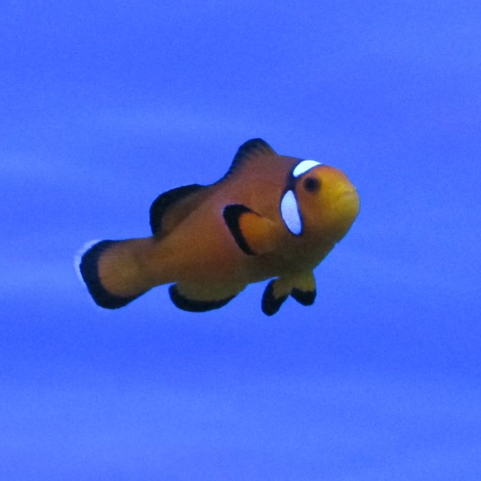 Buy Nearly Naked Clownfish (Tank Raised) in Canada for as low as 55.45
