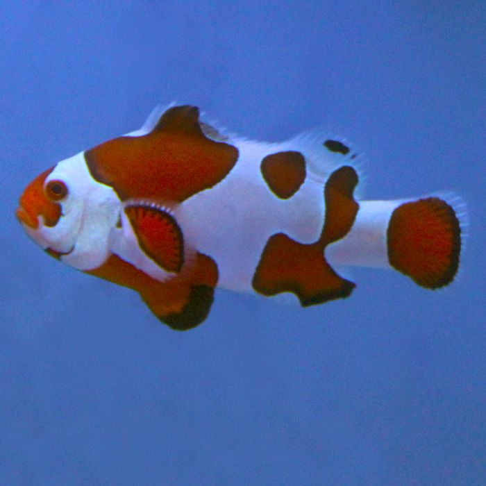 Buy Orange Storm Clownfish (Tank Raised) in Canada for as low as 140.45