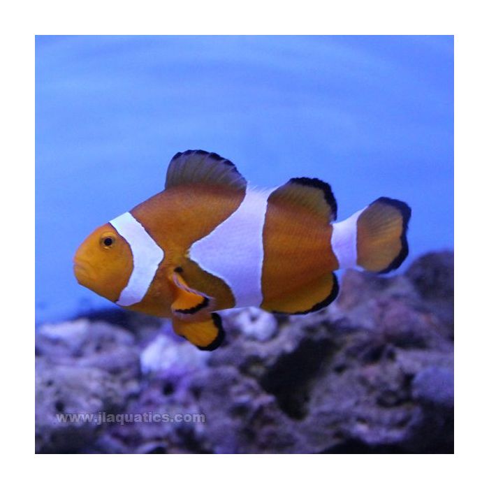 Buy Percula Clownfish (Tank Raised) in Canada for as low as 20.95