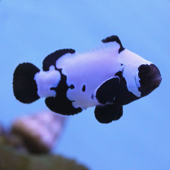 Buy Phantom (Premium) Clownfish (Tank Raised) in Canada for as low as 95.95