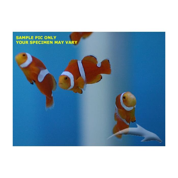 Buy Percula (True) Clownfish (Tank Raised) in Canada for as low as 26.95