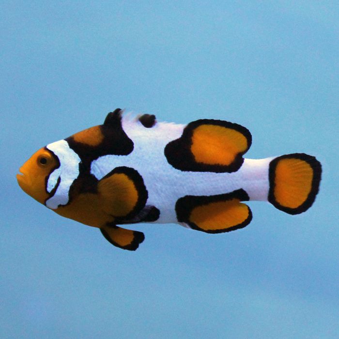 Buy Picasso Clownfish (Tank Raised) in Canada for as low as 67.95