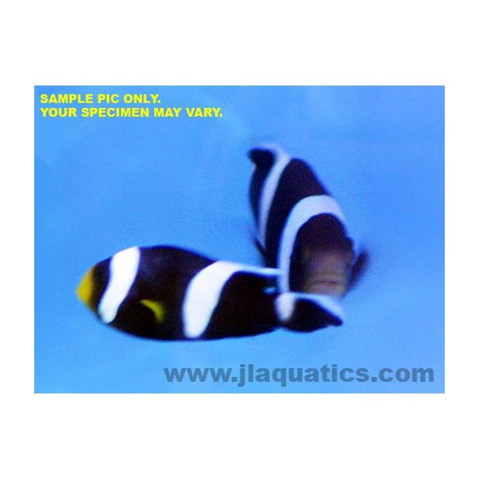 Buy Saddleback Clownfish (Asia Pacific) in Canada for as low as 38.45