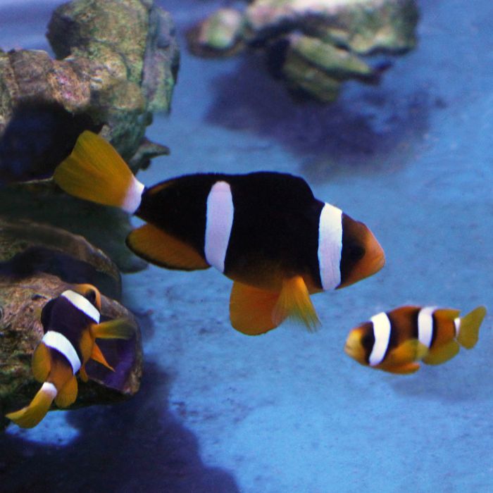 Buy Sebae Clownfish (Tank Raised) in Canada for as low as 24.95