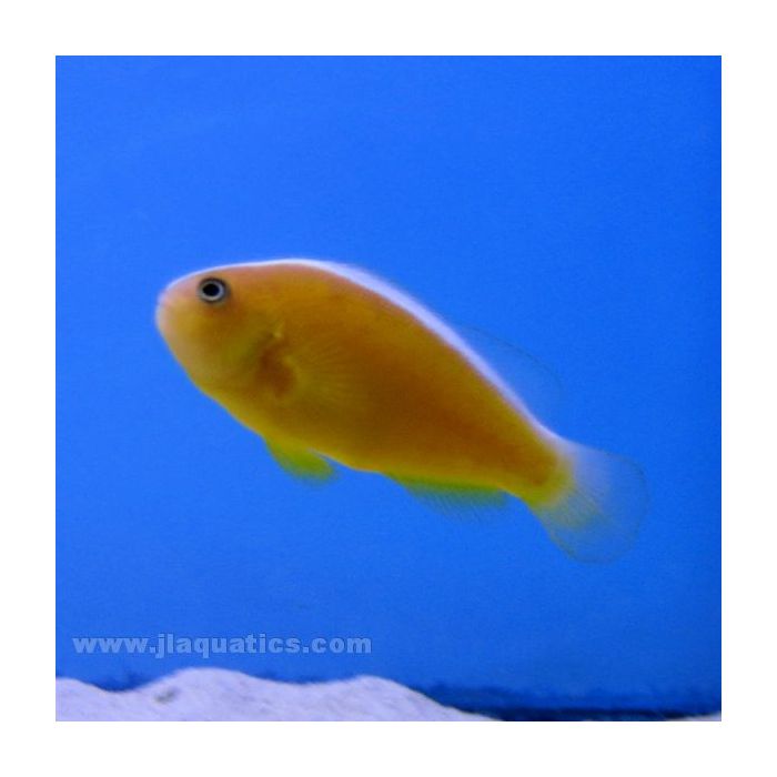 Buy Orange Skunk Clownfish (Tank Raised) in Canada for as low as 22.45