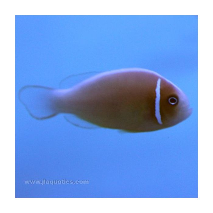 Buy Pink Skunk Clownfish (Tank Raised) in Canada for as low as 23.45