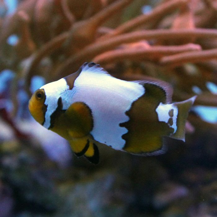 Buy Snow Onyx Clownfish (Tank Raised) in Canada for as low as 57.95