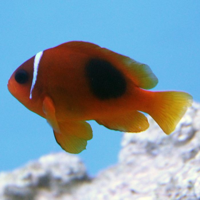 Buy Tomato Clownfish (Tank Raised) in Canada for as low as 20.95