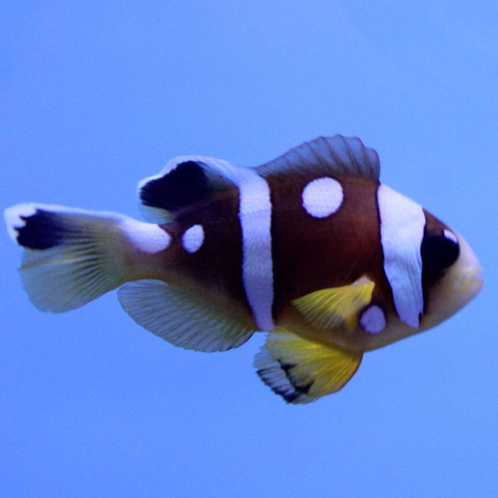 Buy Spotcinctus Clownfish (Tank Raised) in Canada for as low as 42.95