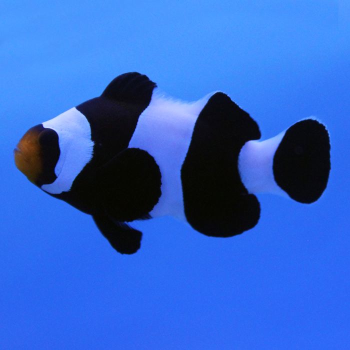 Buy Wide Bar Black Gladiator Clownfish (Tank Raised) in Canada for as low as 83.45