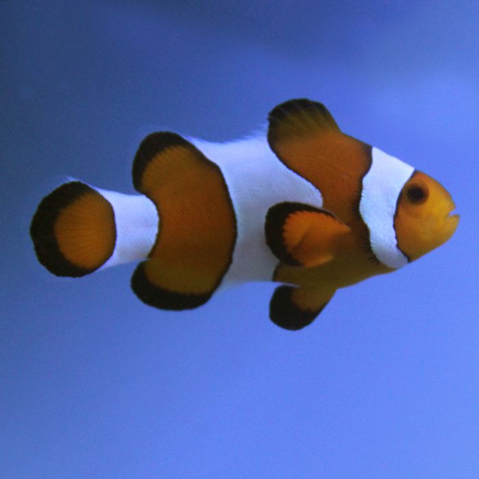 Buy Wide Bar Gladiator Clownfish (Tank Raised) in Canada for as low as 42.95