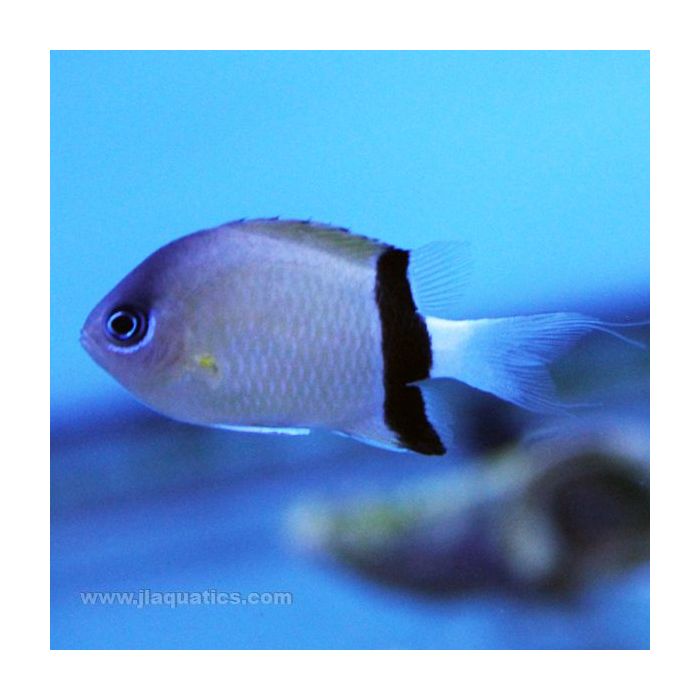 Buy Black Bar Chromis (Asia Pacific) in Canada for as low as 10.95