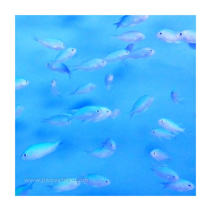 Buy Green Chromis (Asia Pacific) in Canada for as low as 9.45