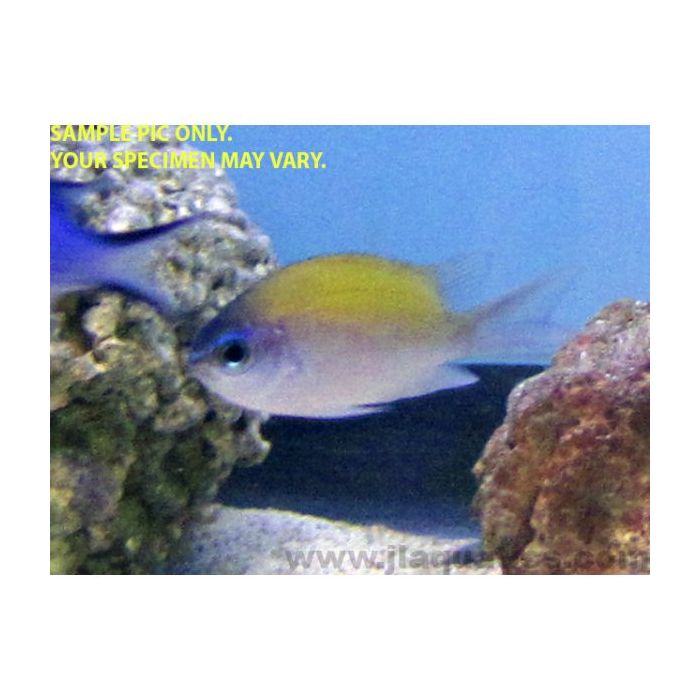 Buy Sunshine Chromis (South Pacific) in Canada for as low as 40.95