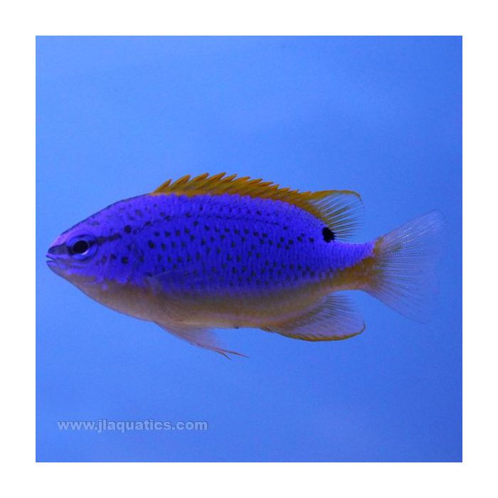 Buy Fiji Blue Damsel (South Pacific) in Canada for as low as 22.95