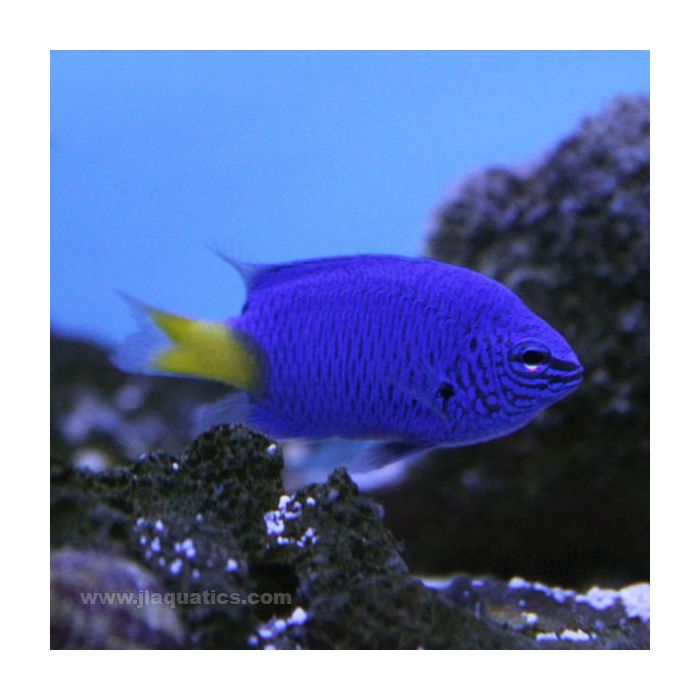 Buy Yellow Tail Damsel (Asia Pacific) in Canada for as low as 9.95
