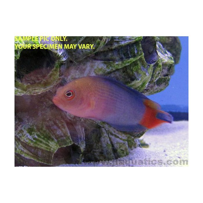 Buy Ceylon Dottyback (Indian Ocean) in Canada for as low as 59.95
