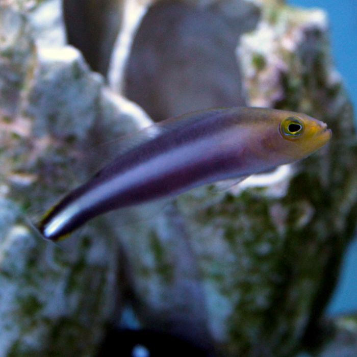 Buy Double Striped Dottyback (Asia Pacific) in Canada for as low as 59.95
