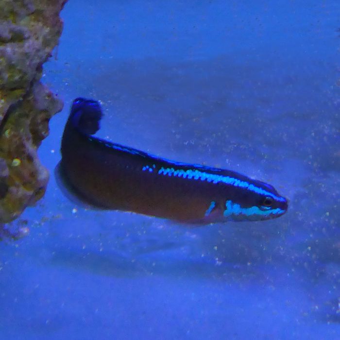 Buy Black Neon Dottyback (Tank Raised) in Canada for as low as 41.45