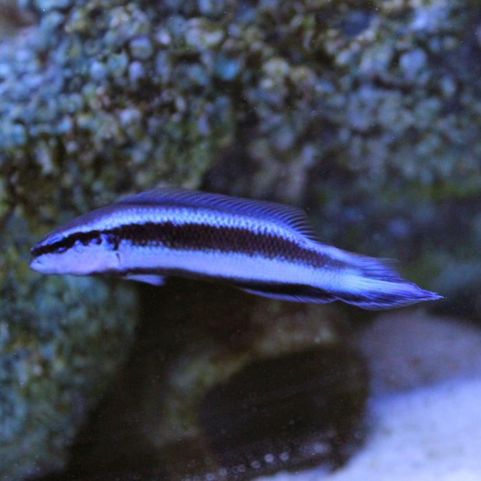 Buy Electric Indigo Dottyback (Tank Raised) in Canada for as low as 41.45