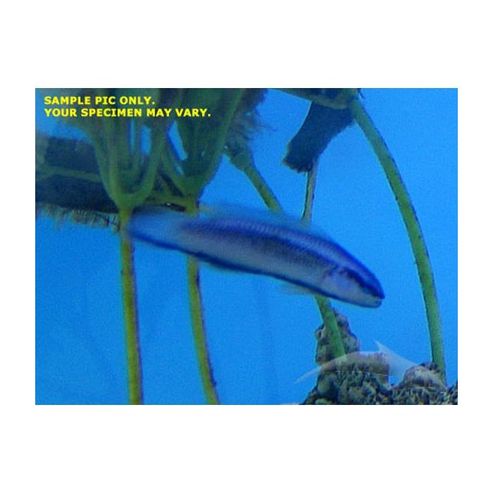 Buy Indigo Dottyback (Tank Raised) in Canada for as low as 66.95