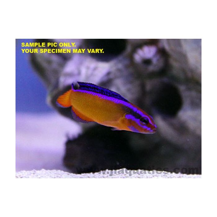 Buy Neon Dottyback (Tank Raised) in Canada for as low as 41.45
