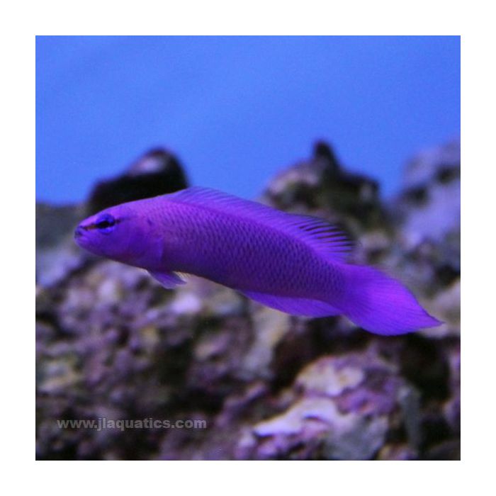 Buy Orchid Dottyback (Tank Raised) in Canada for as low as 41.45