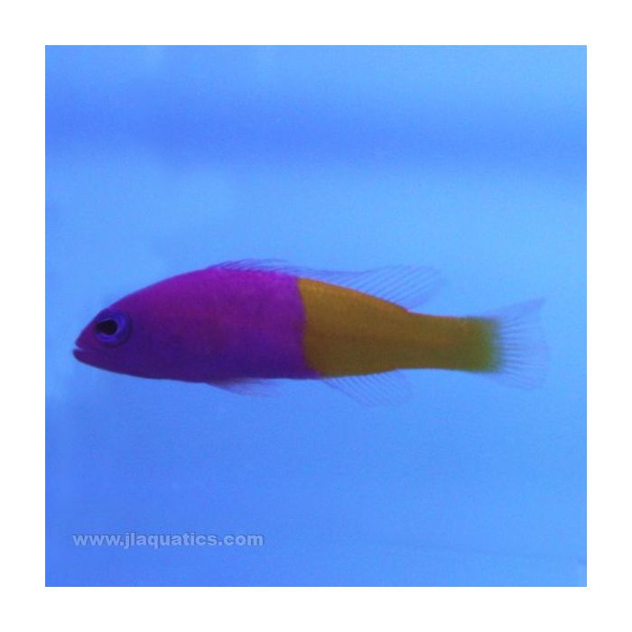 Buy Royal Dottyback (Asia Pacific) in Canada for as low as 21.95