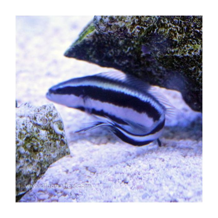 Buy Sankey Dottyback (Tank Raised) in Canada for as low as 35.45