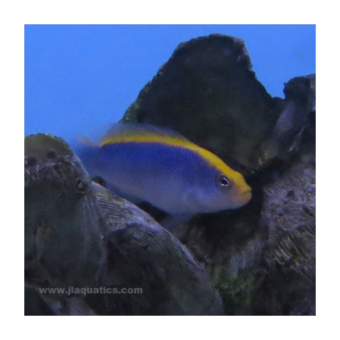 Buy Sunrise Dottyback (Tank Raised) in Canada for as low as 41.45