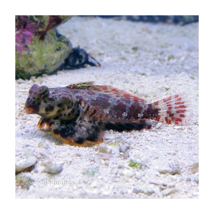 Buy Scooter Blenny (Asia Pacific) in Canada for as low as 19.45