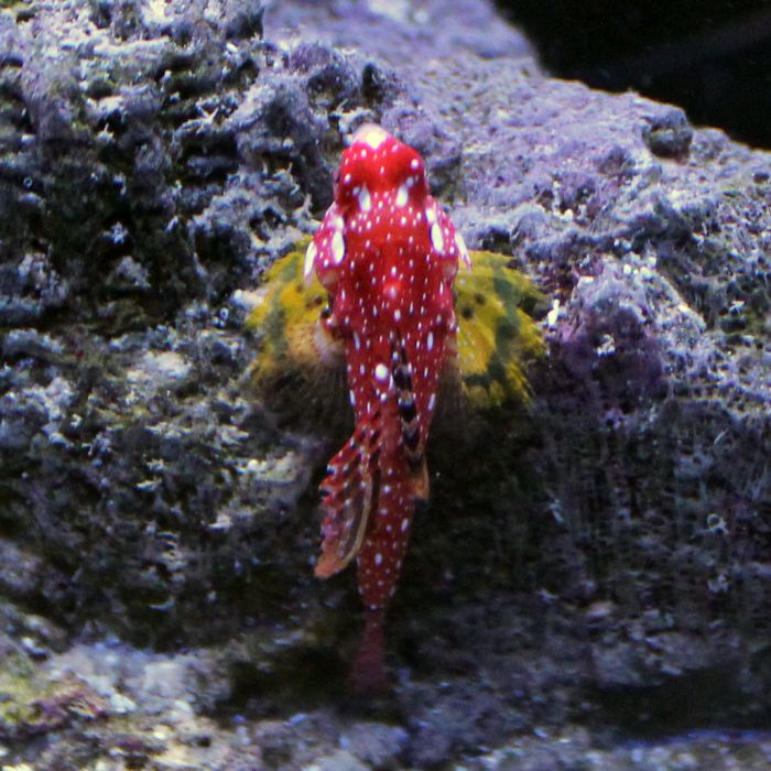 Buy Ruby Red Scooter Blenny (Asia Pacific) in Canada for as low as 54.45