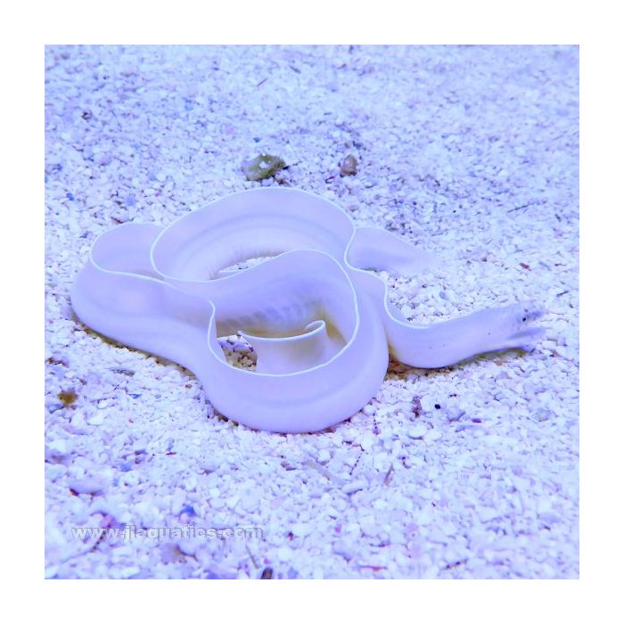 Buy Whie Ribbon Eel (Asia Pacific) in Canada for as low as 80.95