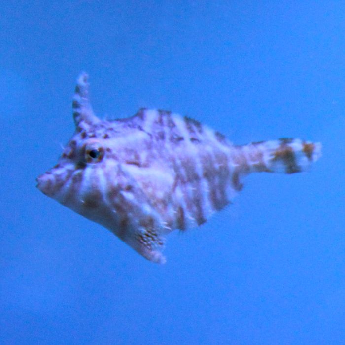 Buy Radial Filefish (Tank Raised) in Canada for as low as 72.95