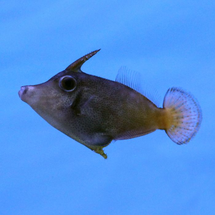 Buy Red Tail Filefish (Asia Pacific) in Canada for as low as 59.45