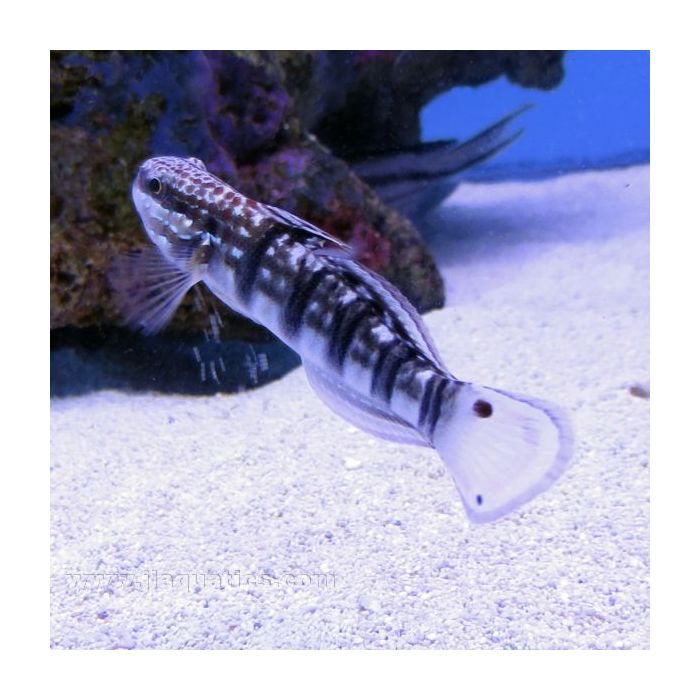 Buy Banded (Brown Bar) Goby (Asia Pacific) in Canada for as low as 37.95