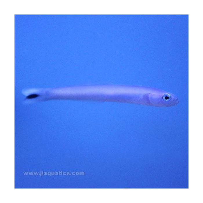 Buy Blue Gudgeon Goby (Asia Pacific) in Canada for as low as 22.95