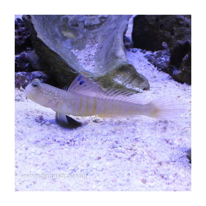 Buy Bluespot Watchman Goby (Asia Pacific) in Canada for as low as 29.45