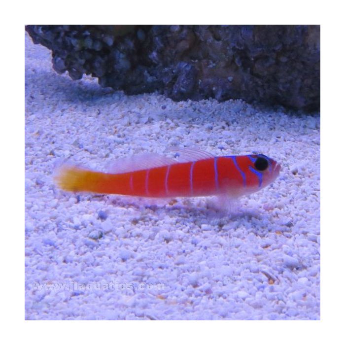 Buy Catalina Goby (West Pacific) in Canada for as low as 48.45