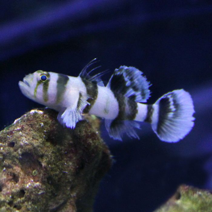 Buy Circus Goby (Asia Pacific) in Canada for as low as 41.45