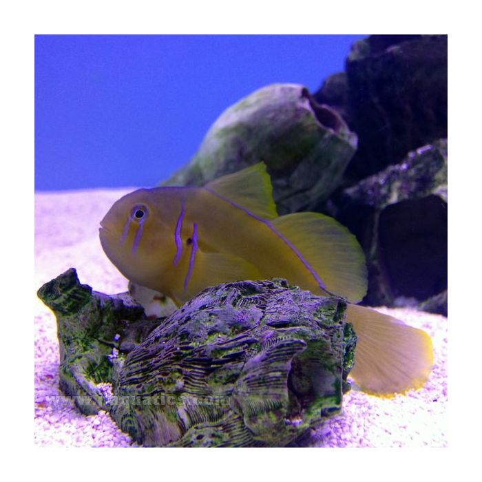 Buy Brown Clown Goby (Asia Pacific) in Canada for as low as 11.95