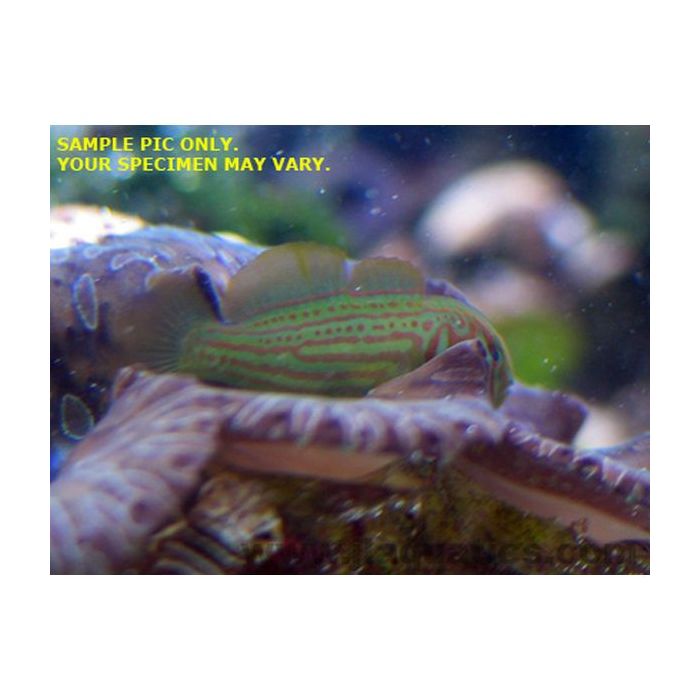 Buy Green Clown Goby (Asia Pacific) in Canada for as low as 12.95