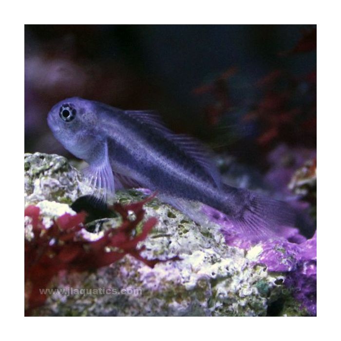 Buy Lined Clown Goby (Asia Pacific) in Canada for as low as 15.45