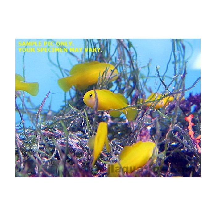 Buy Yellow Clown Goby (Asia Pacific) in Canada for as low as 12.95